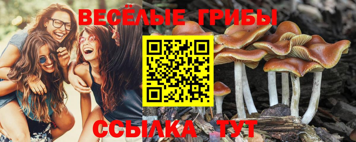 Псилоцибиновые грибы прущие грибы  Вход с VPN  где купить   Новотроицк  Галлюциногенные грибы мицелий 